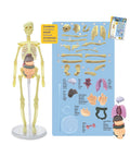 Brainstorm Toys - Build a Body