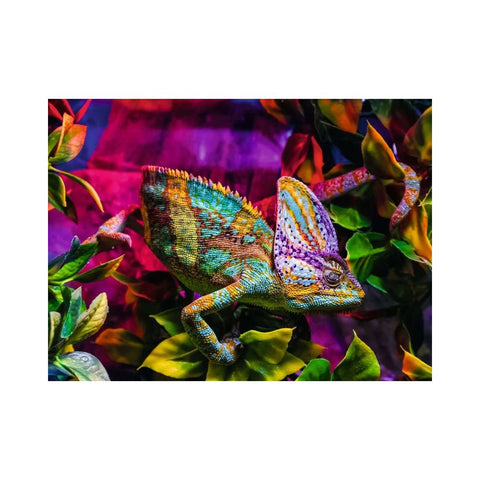 Ravensburger - Chameleon 500pc puzzle