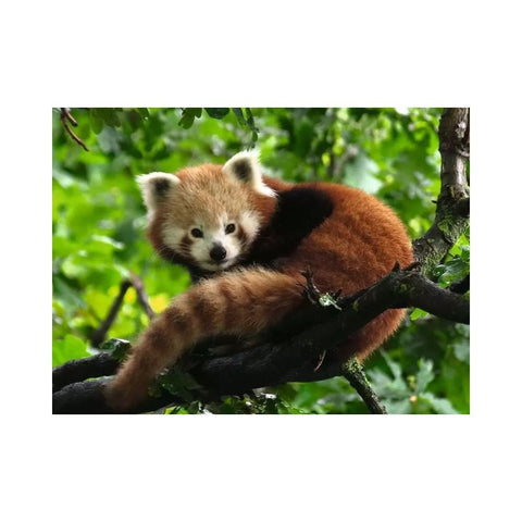 Ravensburger - Cute Red Panda 500-piece puzzle