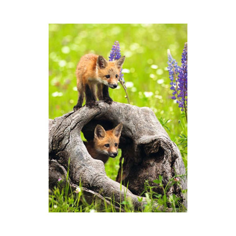 Curious Foxes1
