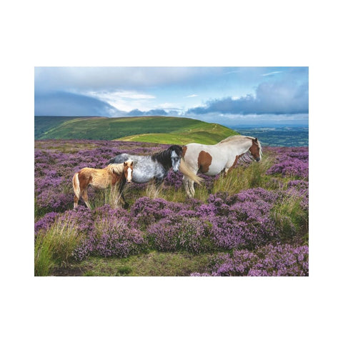 Ravensburger - Wild Horses in the Heather 2000pc 