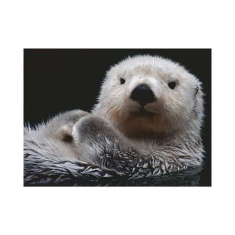 Otter